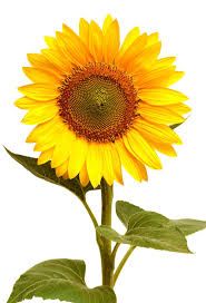 Sunflower  Power